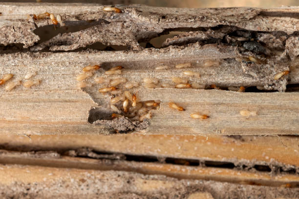 Best Flea Control Services  in Council Grove, KS